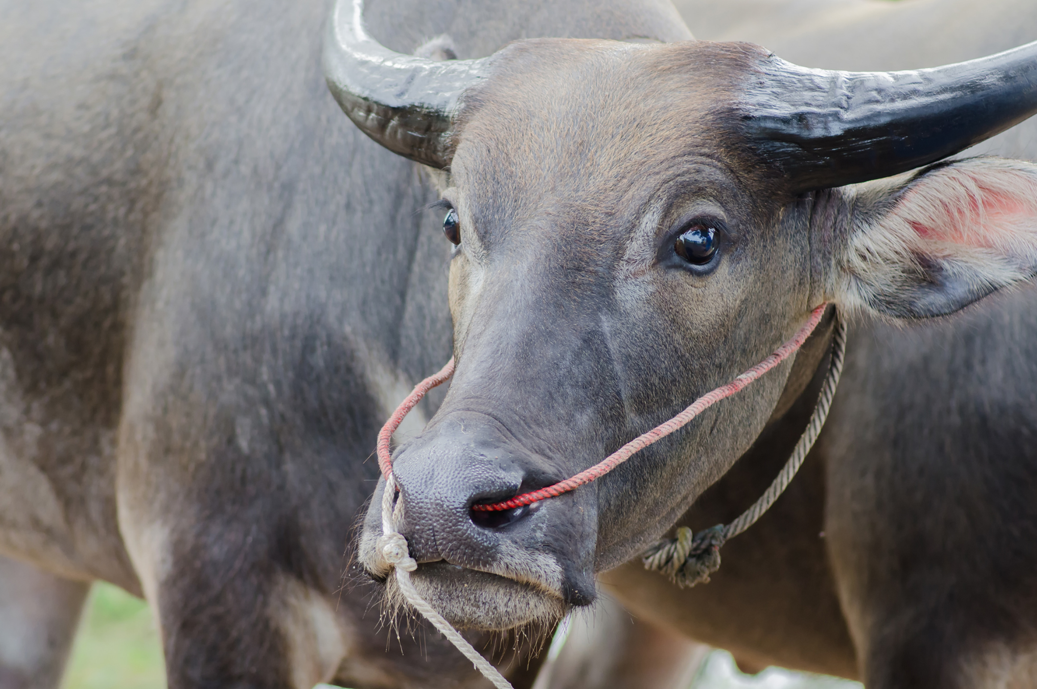 Farmeter Buffalo Background